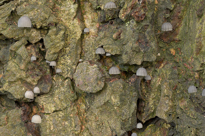 Mycena pseudocorticola